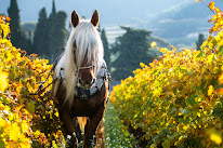 Deprad Travaux Agricoles à La Cadière-d'Azur