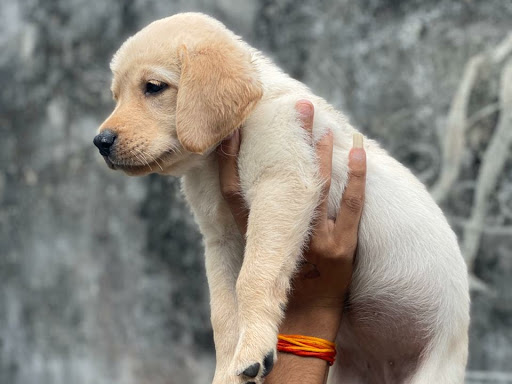 🐶 Quality Labrador female puppies available 🐶. post image