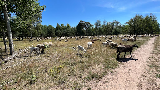 Sielmann Nature Park Döberitz Heath - Thumbnail