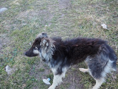 Photos of Altyn-Arashan