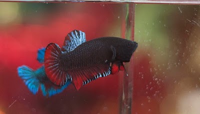 Photos of Bettas Shop Dominicana