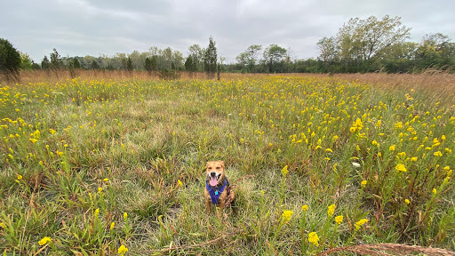 Beck Lake Off-Leash Dog Area - Thumbnail
