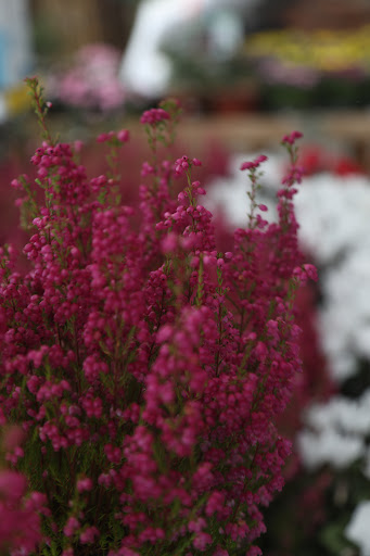 Alba Garden Center - Thumbnail