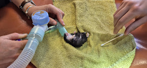 Photo n°22 de Clinique vétérinaire Univet La Crau Albatros à La Crau (Vétérinaire)