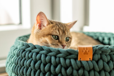 CatDesignStore
