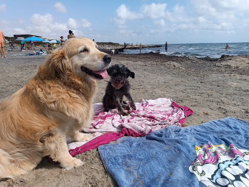 Platja per a gossos Santa Pola - Thumbnail