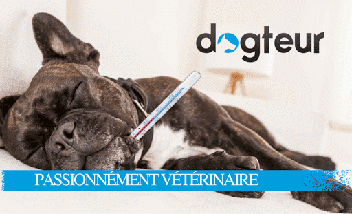 Dogteur