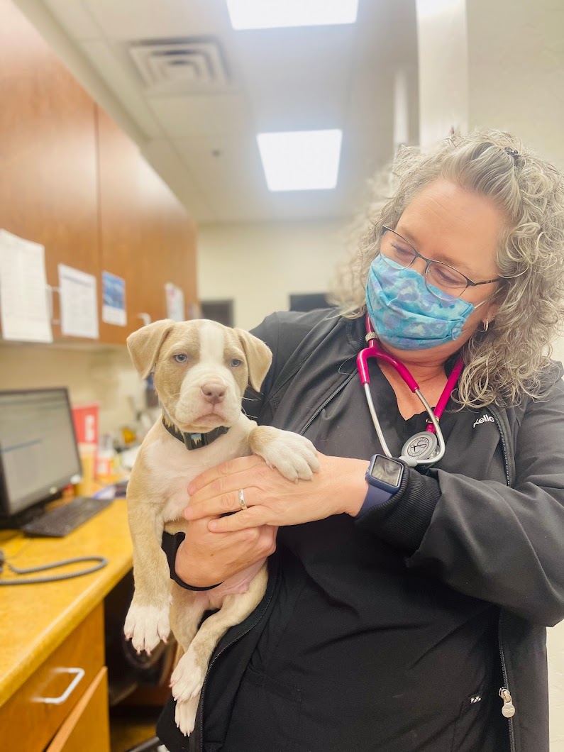 Chandler Gilbert Animal Hospital