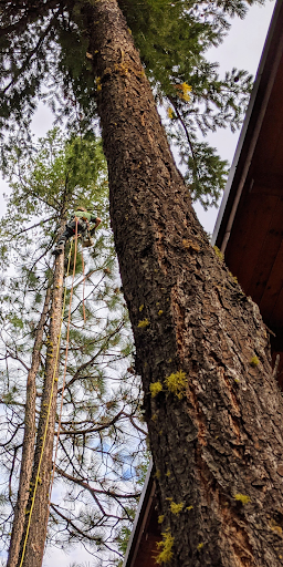 Tumwater Tree Service