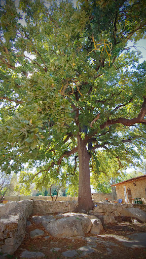 Quercia Vallonea di Corigliano d'Otranto