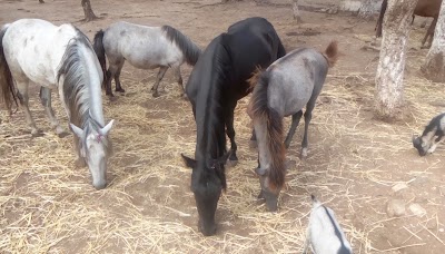 Photos of حديقة الحيوانات جيجل