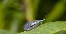 New Ferry Butterfly Park liverpool