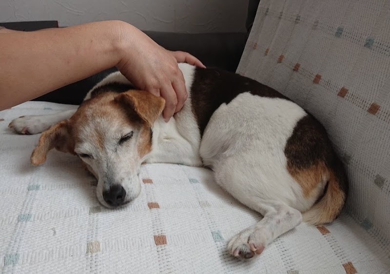 犬の整体と車いす工房あがり