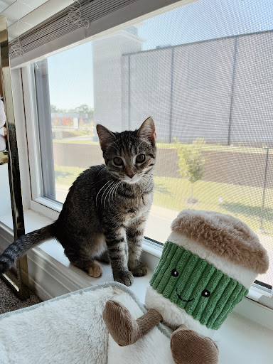 Humane Society of Amherst County - Thumbnail