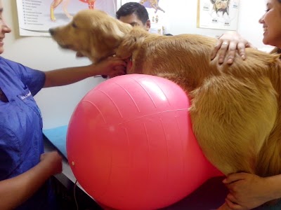 Photos of FISIOTERAPIA VETERINARIA