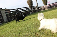 犬の美容室トップ