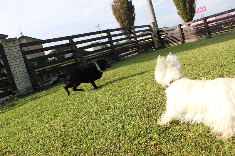 犬の美容室トップ