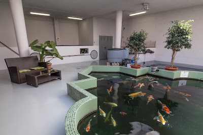 Photos of Koi Hacienda