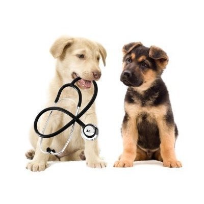 Clinica Veterinaria Bruxelles - Thumbnail