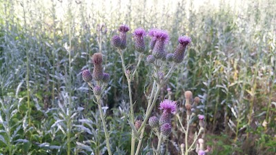 Photos of Botanicheskiy Sad