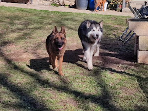Photo n°6 de Formule Canine à Sauvessanges (Éleveur de chiens)