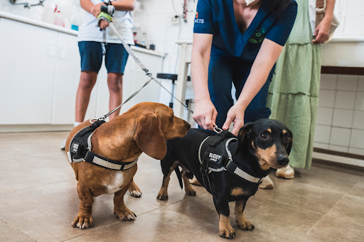 Clínica Veterinaria San Francisco de Asís