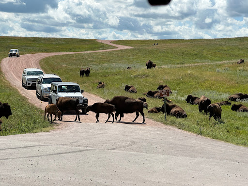 Custer State Park Wildlife Loop Road - Thumbnail