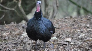 Millhill Free Range Turkeys