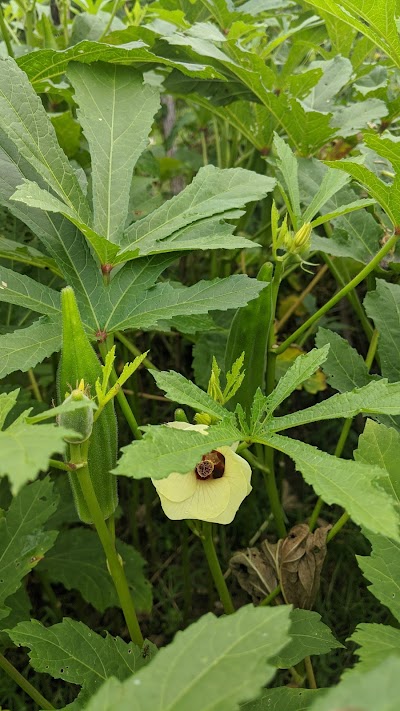 West Side Community Gardens