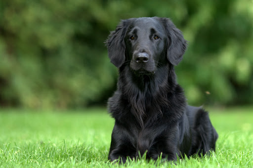 PetTherapy Veterinary Acupuncture & Integrated Pain Management - Thumbnail
