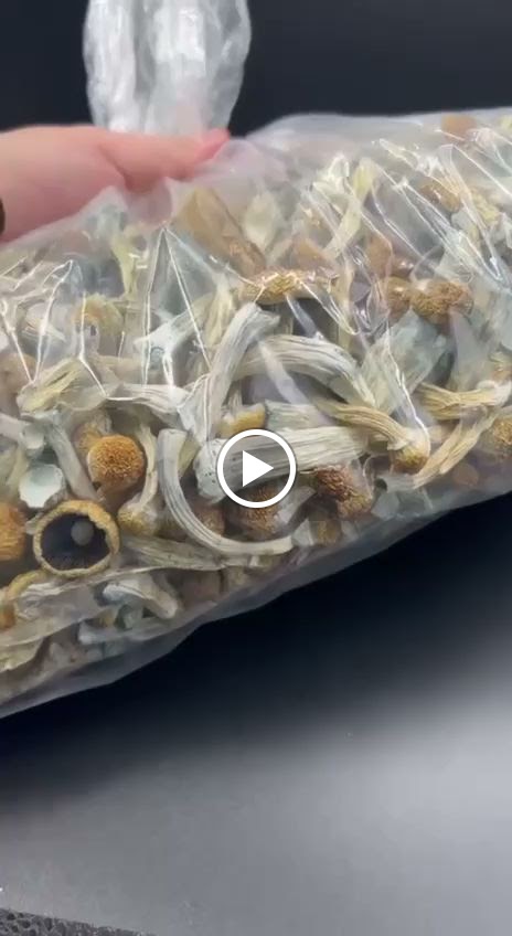 Mrpharmaman mushroom store photo 2