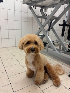 Bild: Hundefriseur Göttingen Hundesalon Vivi‘s STYLE Vom Inhaber