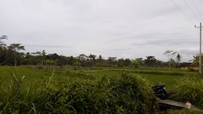 Photos of KEBUN BUAH NAGA MERAH SUPER RED