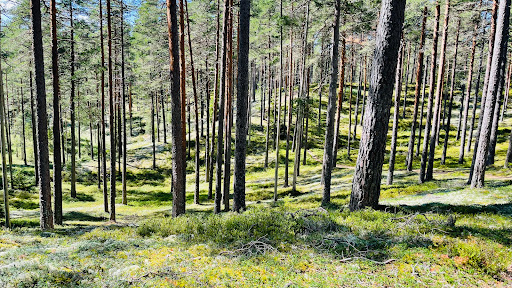 Kotjärnsterrasen