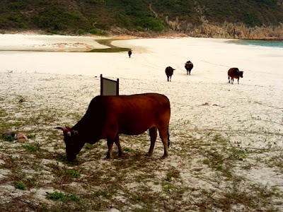 Photos of 浪茄灣營地