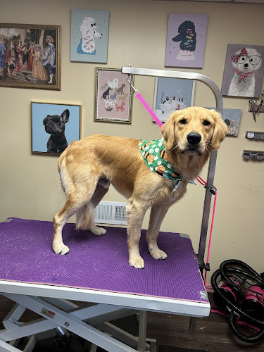 Doggone Dapper Profile Image