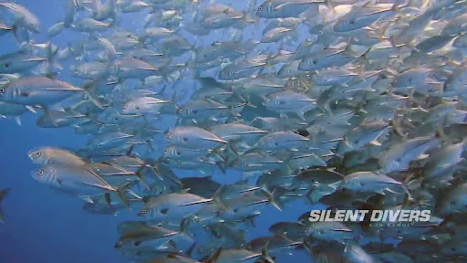 Silent Divers