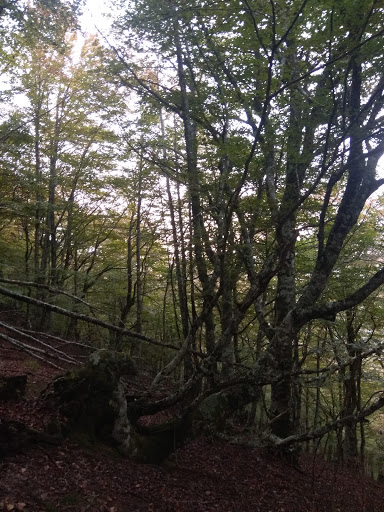 Hayedo de Lombraña - Thumbnail