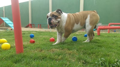 Photos of Dogs Fit Spa & Hotel