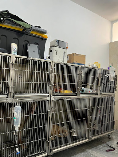 Clínica Veterinaria Leo