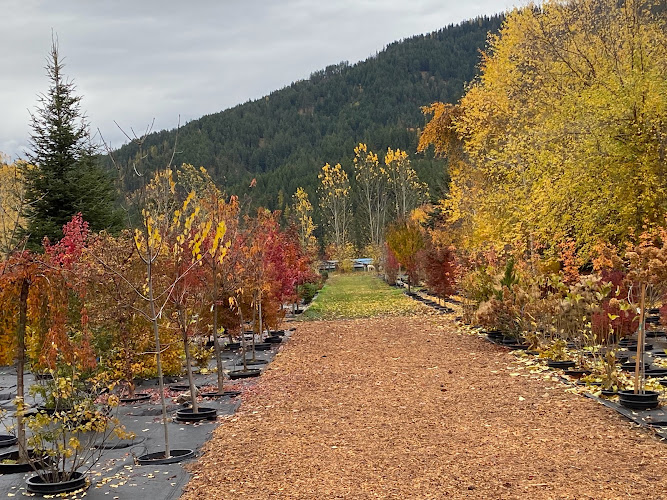 Coeur d'Alene Trees