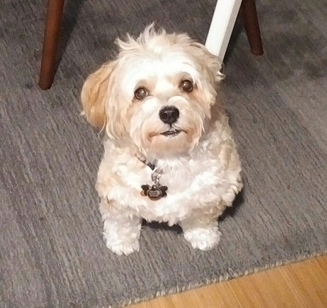 Pet Angel – dog walking and petsitting