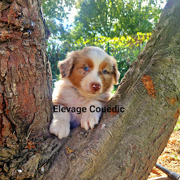 Photo n°9 de Elevage Couëdic à Inzinzac-Lochrist (Éleveur de chiens)