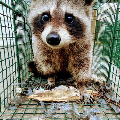 Steel City Wildlife Control