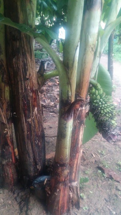 Photos of Markas Besar Setan Karang