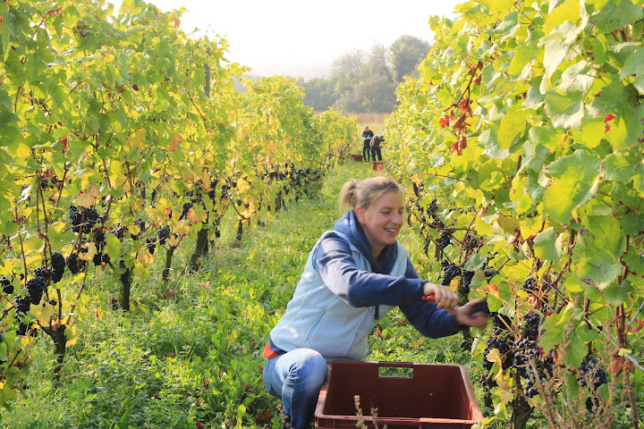 Domaine Oury-Schreiber by null