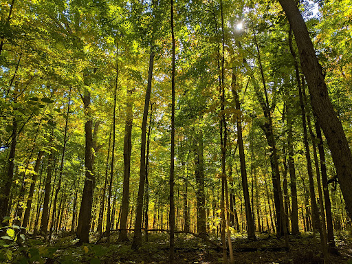 Timber Point Trail - Visual