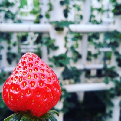 Photos of Strawberry Tube Garden