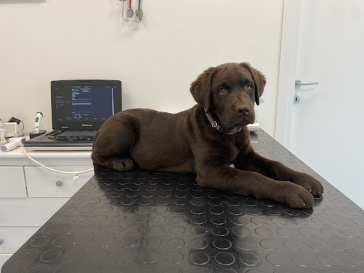 Ambulatorio Veterinario Giordani Dr. Sergio