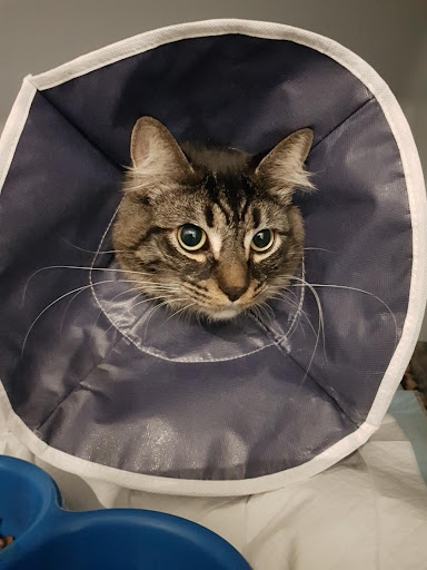 MustCare Vet Windaroo (Previously known as Windaroo Veterinary Surgery) - Thumbnail